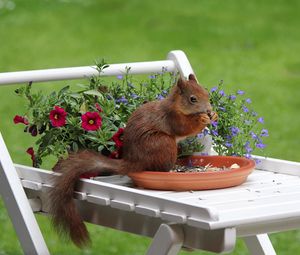 Preview wallpaper squirrel, flowers, food