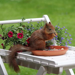 Preview wallpaper squirrel, flowers, food