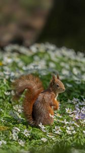 Preview wallpaper squirrel, flowers, grass, animal