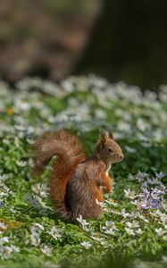Preview wallpaper squirrel, flowers, grass, animal