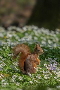 Preview wallpaper squirrel, flowers, grass, animal