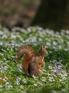 Preview wallpaper squirrel, flowers, grass, animal