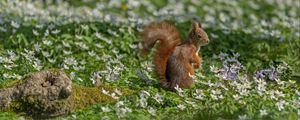 Preview wallpaper squirrel, flowers, grass, animal