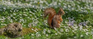 Preview wallpaper squirrel, flowers, grass, animal