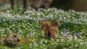 Preview wallpaper squirrel, flowers, grass, animal