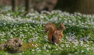 Preview wallpaper squirrel, flowers, grass, animal
