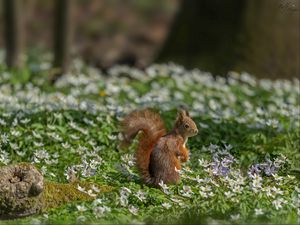 Preview wallpaper squirrel, flowers, grass, animal