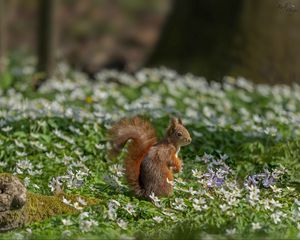 Preview wallpaper squirrel, flowers, grass, animal