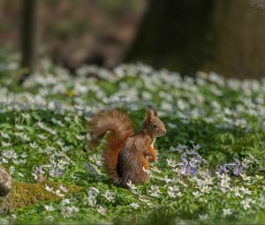 Preview wallpaper squirrel, flowers, grass, animal