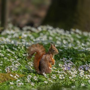 Preview wallpaper squirrel, flowers, grass, animal