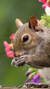 Preview wallpaper squirrel, flowers, tail, food