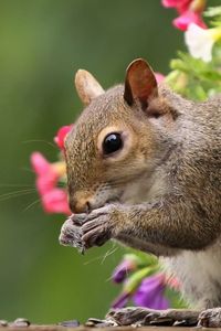 Preview wallpaper squirrel, flowers, tail, food