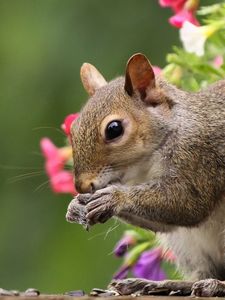 Preview wallpaper squirrel, flowers, tail, food