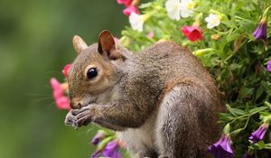 Preview wallpaper squirrel, flowers, tail, food