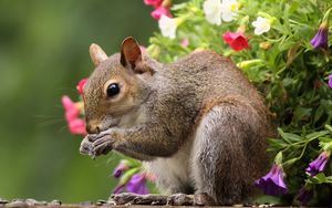 Preview wallpaper squirrel, flowers, tail, food