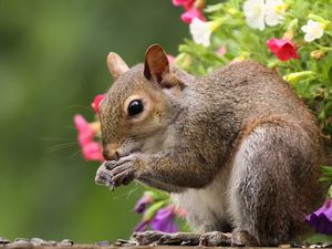 Preview wallpaper squirrel, flowers, tail, food