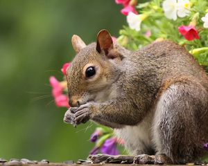 Preview wallpaper squirrel, flowers, tail, food