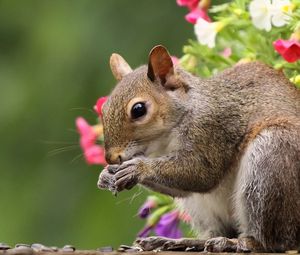 Preview wallpaper squirrel, flowers, tail, food