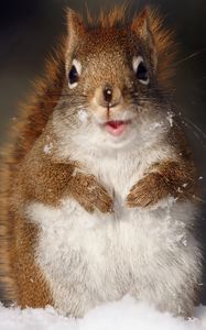 Preview wallpaper squirrel, fluffy, snow, muzzle