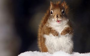 Preview wallpaper squirrel, fluffy, snow, muzzle