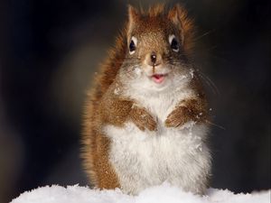 Preview wallpaper squirrel, fluffy, snow, muzzle