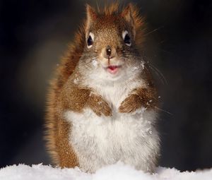 Preview wallpaper squirrel, fluffy, snow, muzzle