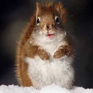 Preview wallpaper squirrel, fluffy, snow, muzzle