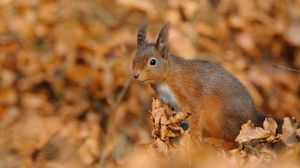 Preview wallpaper squirrel, foliage, autumn