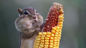 Preview wallpaper squirrel, food, corn