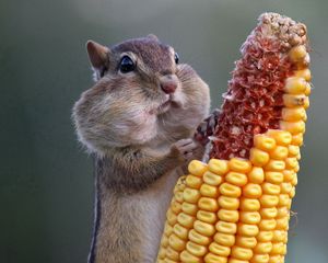 Preview wallpaper squirrel, food, corn