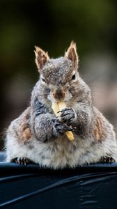 Preview wallpaper squirrel, food, funny, cute, animal