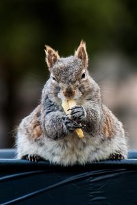 Preview wallpaper squirrel, food, funny, cute, animal