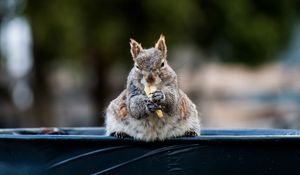 Preview wallpaper squirrel, food, funny, cute, animal