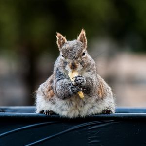 Preview wallpaper squirrel, food, funny, cute, animal