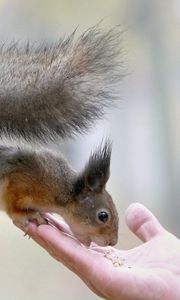 Preview wallpaper squirrel, food, hand, care