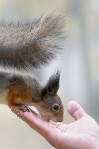 Preview wallpaper squirrel, food, hand, care