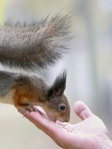 Preview wallpaper squirrel, food, hand, care