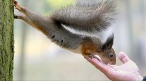 Preview wallpaper squirrel, food, hand, care