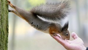 Preview wallpaper squirrel, food, hand, care