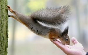 Preview wallpaper squirrel, food, hand, care