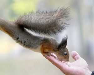 Preview wallpaper squirrel, food, hand, care