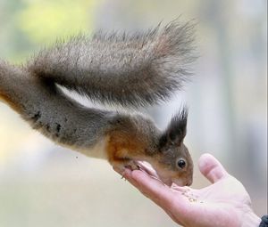 Preview wallpaper squirrel, food, hand, care