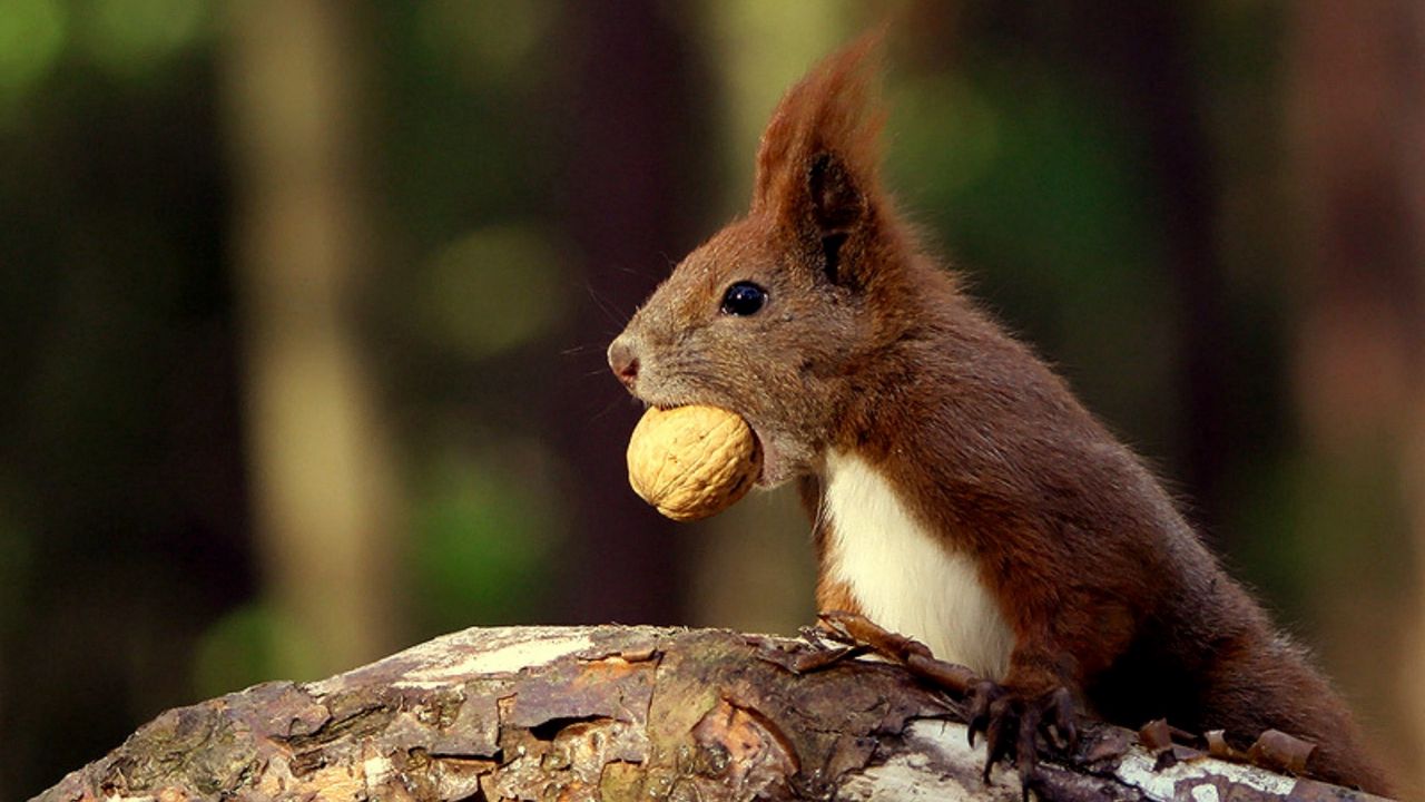 Wallpaper squirrel, food, nut