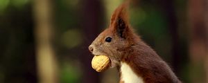 Preview wallpaper squirrel, food, nut