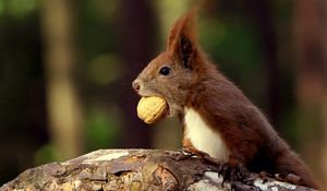 Preview wallpaper squirrel, food, nut