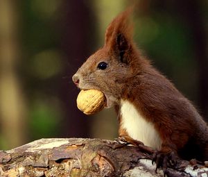 Preview wallpaper squirrel, food, nut