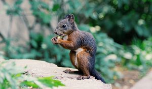 Preview wallpaper squirrel, food, rodent