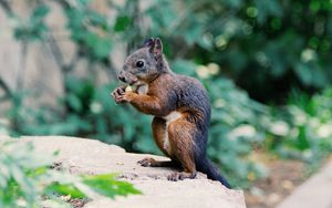 Preview wallpaper squirrel, food, rodent