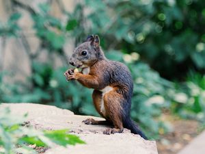 Preview wallpaper squirrel, food, rodent