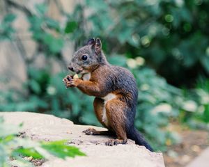 Preview wallpaper squirrel, food, rodent